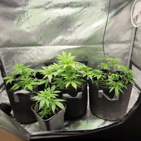 Blueberry Muffin #1 growlog timeline photo