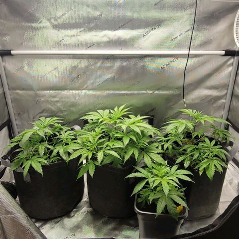 Blueberry Muffin #1 growlog timeline photo