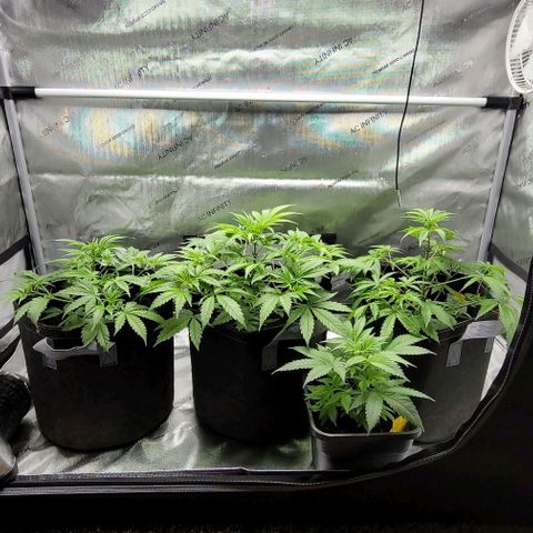 Blueberry Muffin #1 growlog timeline photo