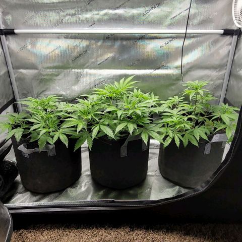 Blueberry Muffin #1 growlog timeline photo