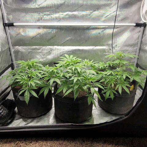 Blueberry Muffin #1 growlog timeline photo