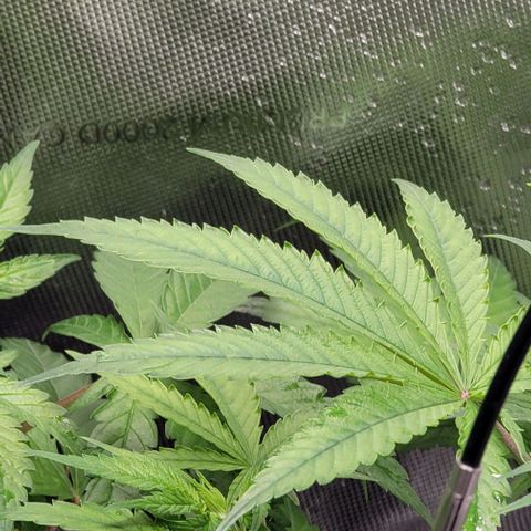Blueberry Muffin #1 growlog photo: C has interveinal yellowing, clawing, some leathery leaves. Possible nitrogen toxicity 