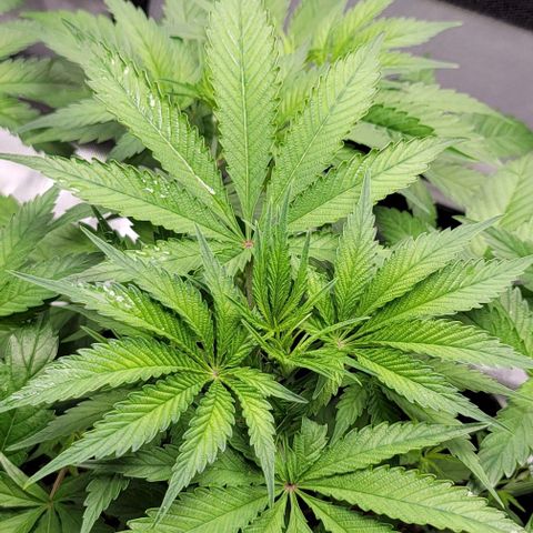 Blueberry Muffin #1 growlog photo: A has interveinal yellowing, leaf curling for the past 2 weeks, new growth is lime color. Slight yellowing on very tips of leaves. Possible nitrogen toxicity. 