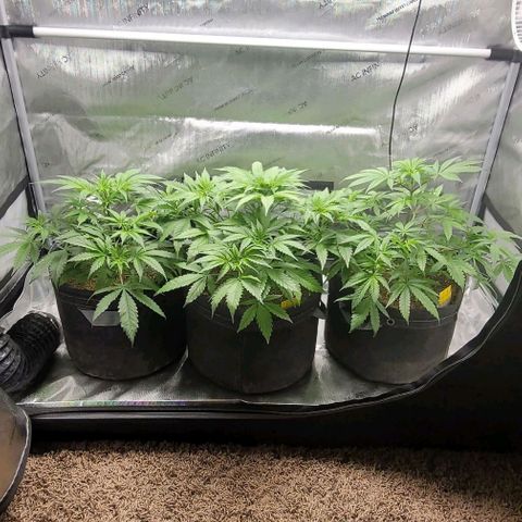 Blueberry Muffin #1 growlog photo: No changes to A and C. B slight clawing. 