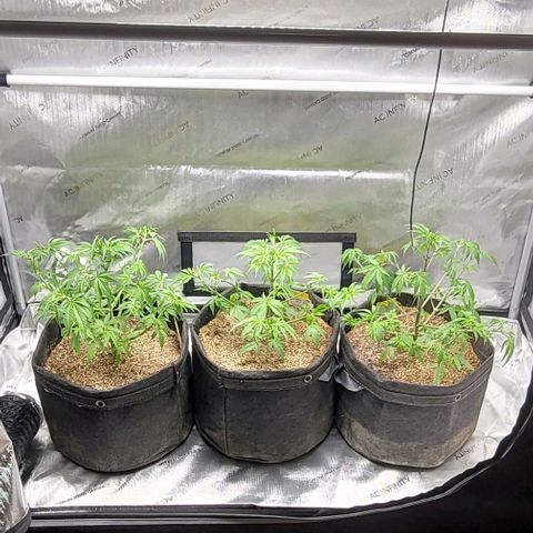Blueberry Muffin #1 growlog timeline photo