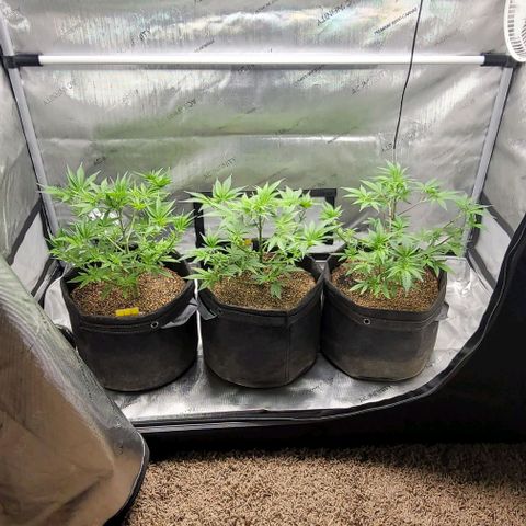 Blueberry Muffin #1 growlog timeline photo