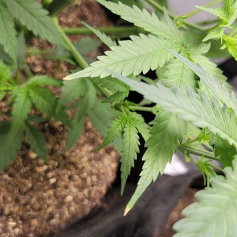 Blueberry Muffin #1 growlog photo:  Burnt tips