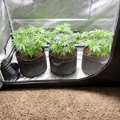 Blueberry Muffin #1 growlog timeline photo