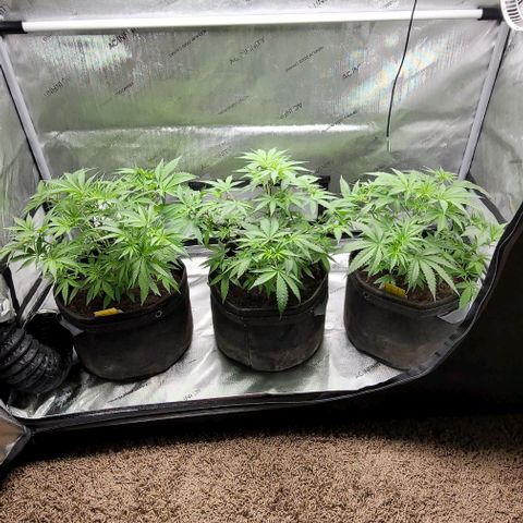Blueberry Muffin #1 growlog timeline photo