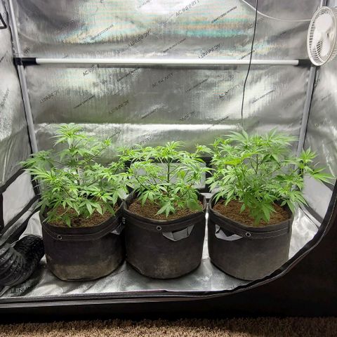 Blueberry Muffin #1 growlog timeline photo