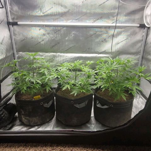 Blueberry Muffin #1 growlog timeline photo