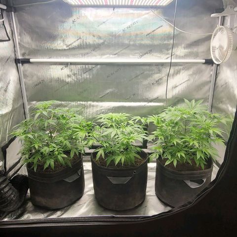 Blueberry Muffin #1 growlog timeline photo
