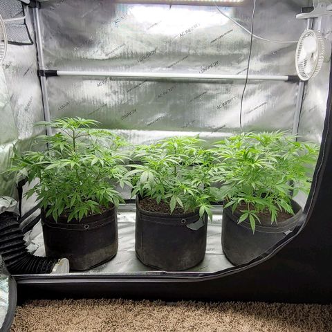 Blueberry Muffin #1 growlog timeline photo