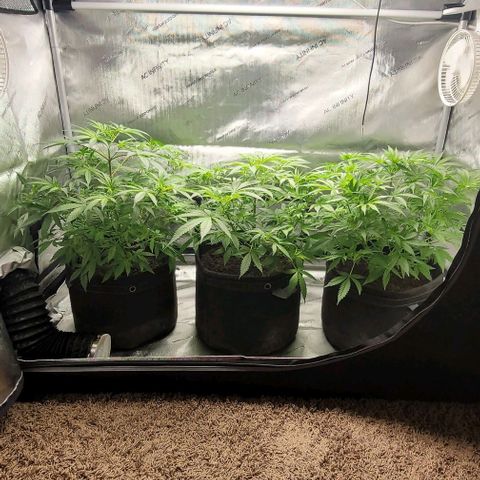 Blueberry Muffin #1 growlog timeline photo