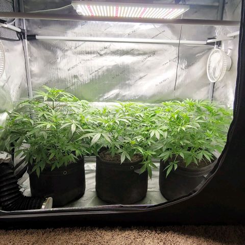 Blueberry Muffin #1 growlog timeline photo