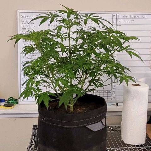 Blueberry Muffin #1 growlog timeline photo