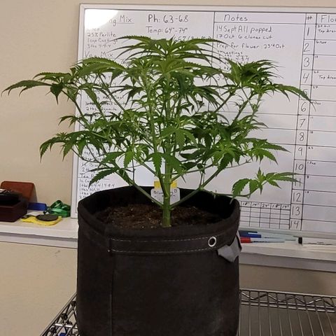 Blueberry Muffin #1 growlog timeline photo