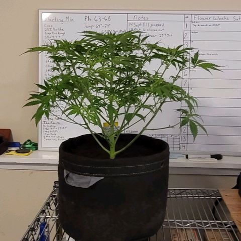 Blueberry Muffin #1 growlog timeline photo