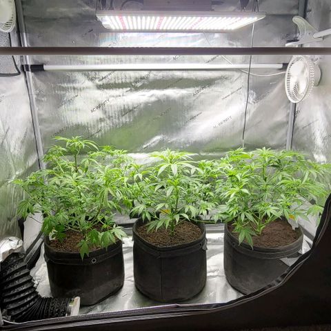 Blueberry Muffin #1 growlog timeline photo