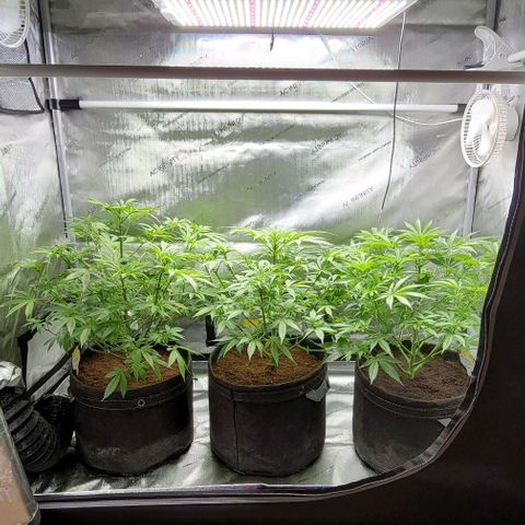 Blueberry Muffin #1 growlog timeline photo