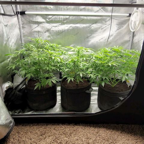 Blueberry Muffin #1 growlog timeline photo