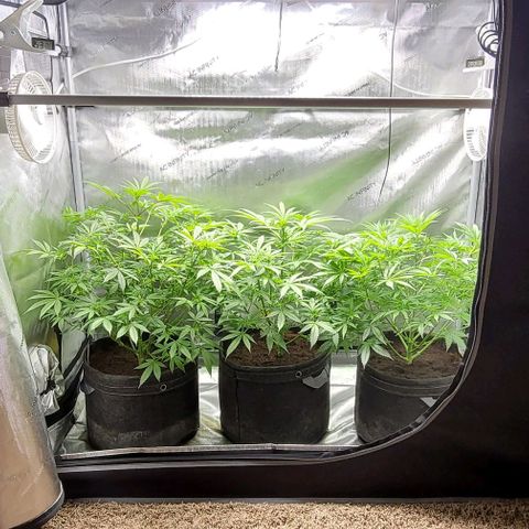 Blueberry Muffin #1 growlog timeline photo