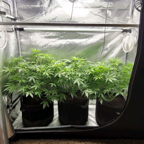 Blueberry Muffin #1 growlog timeline photo