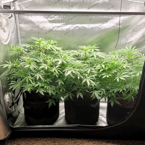 Blueberry Muffin #1 growlog timeline photo