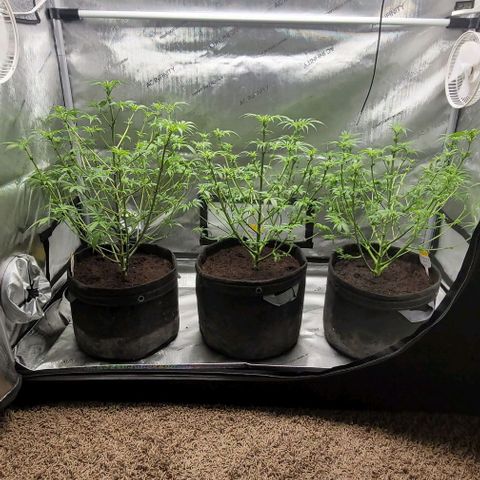 Blueberry Muffin #1 growlog timeline photo