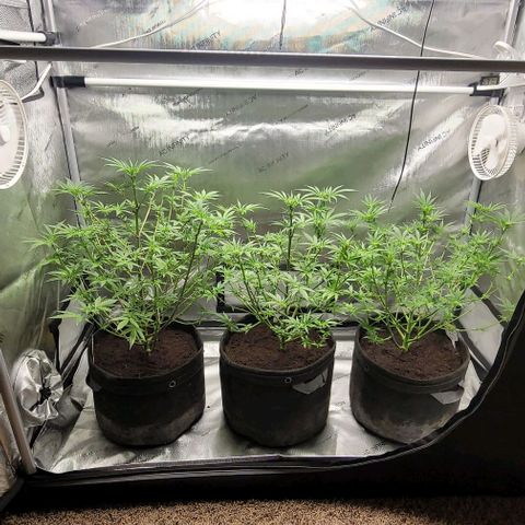 Blueberry Muffin #1 growlog timeline photo