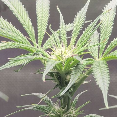 Blueberry Muffin #1 growlog timeline photo