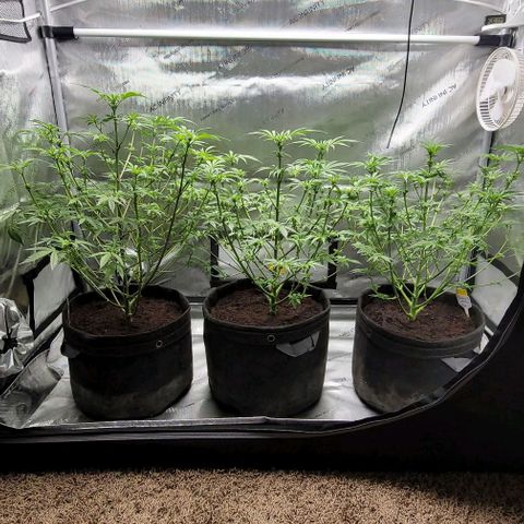 Blueberry Muffin #1 growlog timeline photo