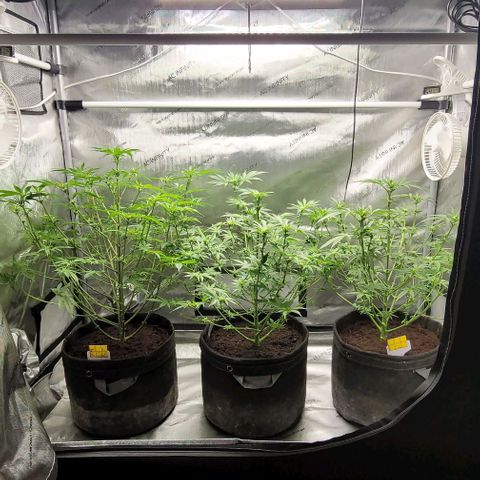 Blueberry Muffin #1 growlog timeline photo