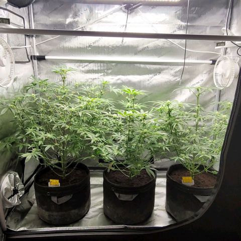 Blueberry Muffin #1 growlog timeline photo