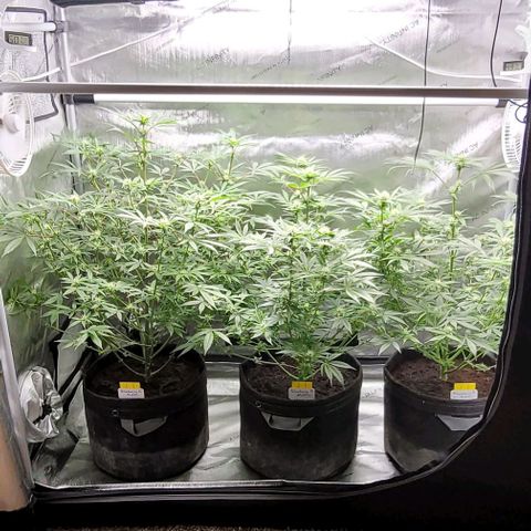 Blueberry Muffin #1 growlog timeline photo