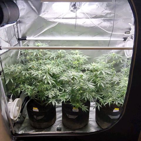 Blueberry Muffin #1 growlog timeline photo