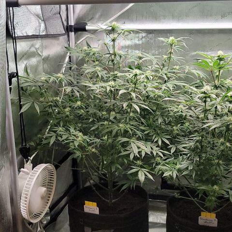 Blueberry Muffin #1 growlog timeline photo