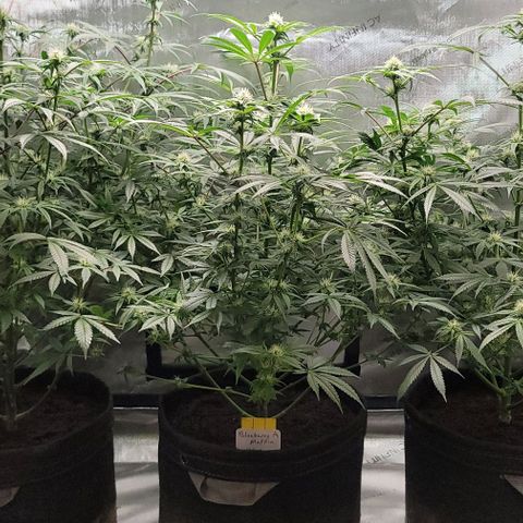 Blueberry Muffin #1 growlog timeline photo