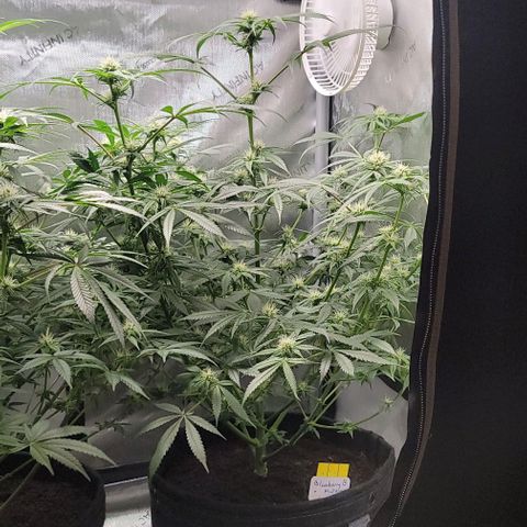 Blueberry Muffin #1 growlog timeline photo