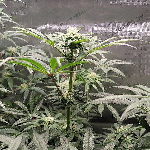 Blueberry Muffin #1 growlog timeline photo