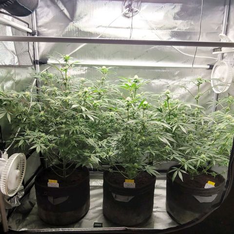 Blueberry Muffin #1 growlog timeline photo
