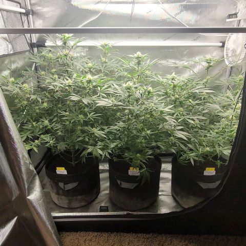 Blueberry Muffin #1 growlog timeline photo