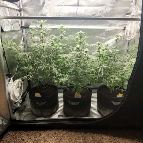 Blueberry Muffin #1 growlog timeline photo