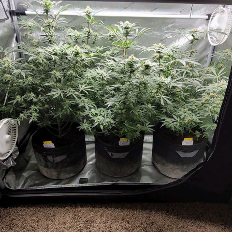 Blueberry Muffin #1 growlog timeline photo
