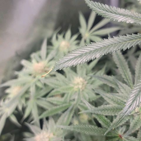 Blueberry Muffin #1 growlog photo: Some wind burn. Going to let it go. 