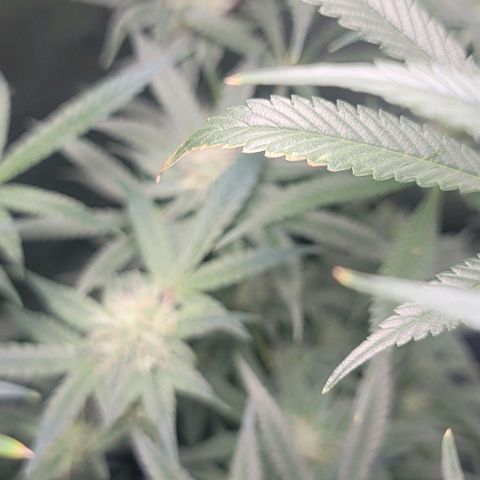 Blueberry Muffin #1 growlog photo: Some wind burn. Going to let it go. 
