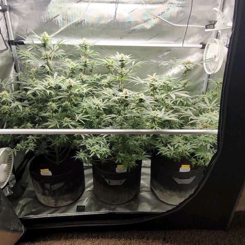 Blueberry Muffin #1 growlog timeline photo
