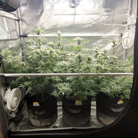 Blueberry Muffin #1 growlog timeline photo