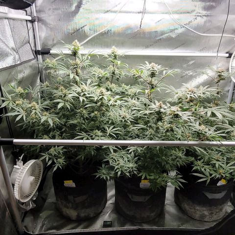 Blueberry Muffin #1 growlog timeline photo