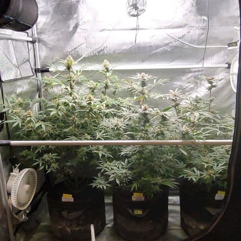 Blueberry Muffin #1 growlog timeline photo